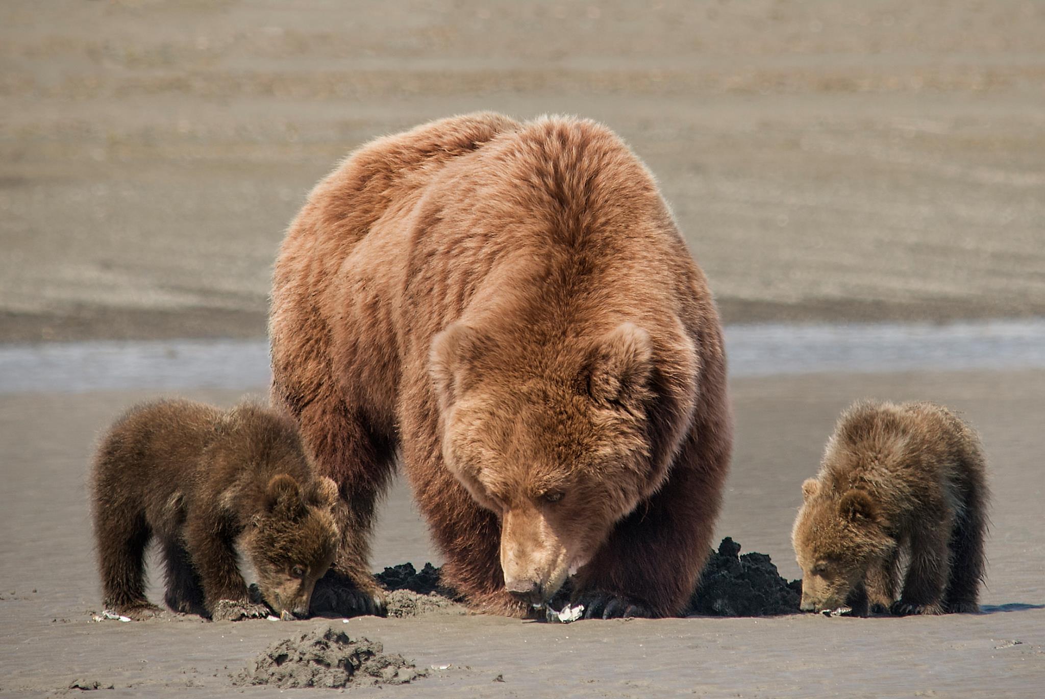 One Mama Bear, Two Cubs, and Three Filmmakers: Disneynature's
