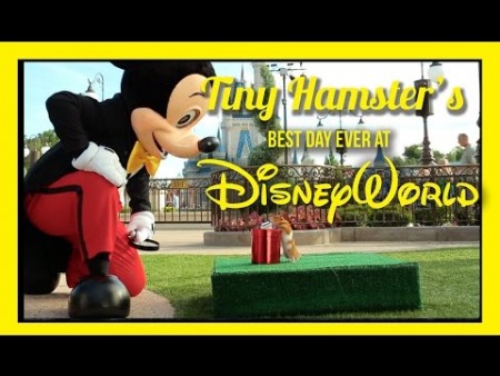 VIDEO: Tiny Hamster’s Best Day Ever at Walt Disney World