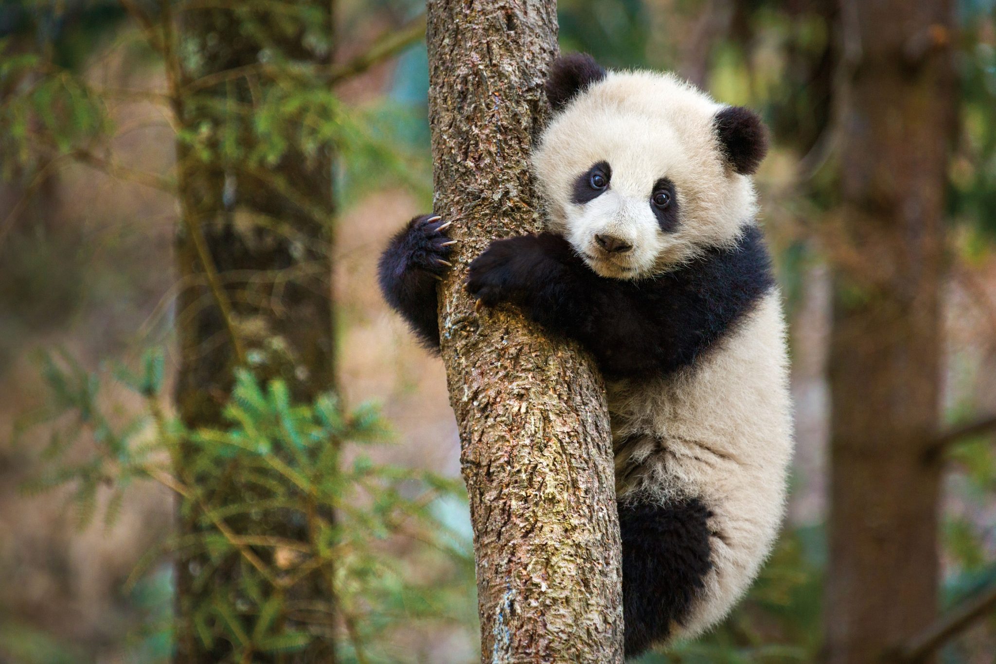 DisneyNature’s True Life Adventure film ‘Born in China’ Heading to Theaters Spring 2017