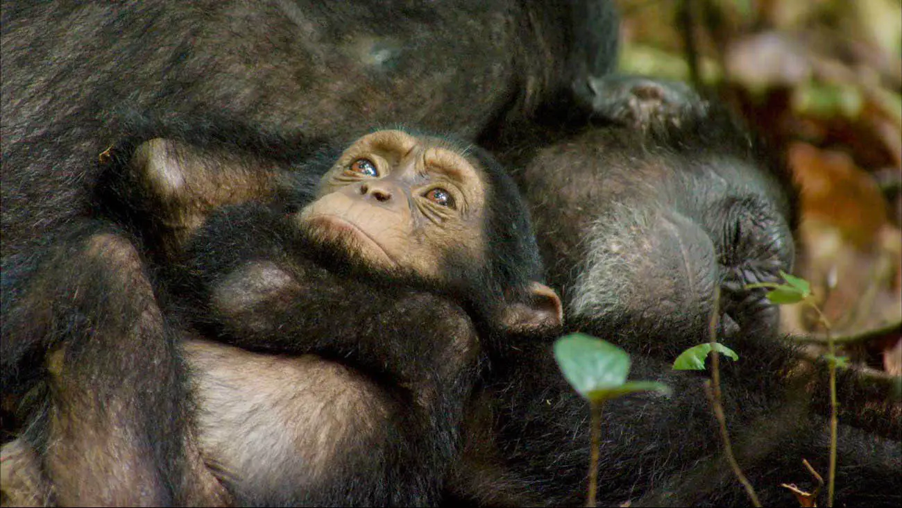 Disneynature’s GROWING UP WILD on Digital HD and VOD December 6th