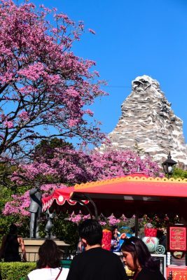 Springtime, Food and Wine, and Fireworks – Sundays With DAPs Disneyland Update