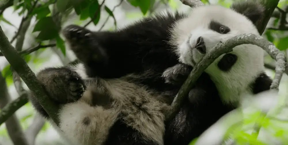 “Born in China” Moviegoers Help Protect Wild Pandas and Snow Leopards