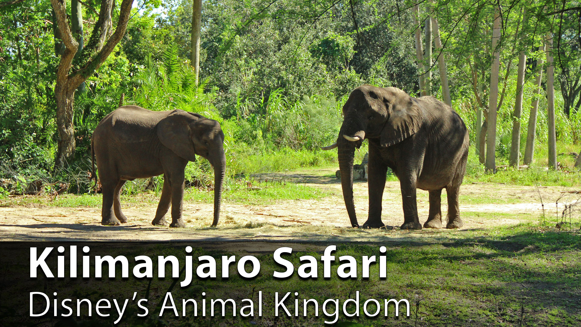 Disney Magic Merges with Magic of Mother Nature on Kilimanjaro Safaris