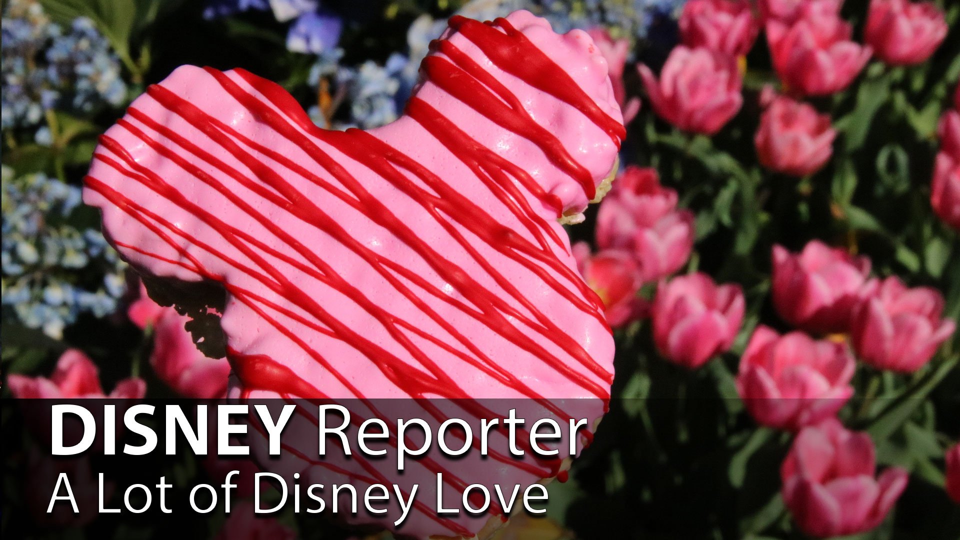 A Lot of Disney Love - DISNEY Reporter