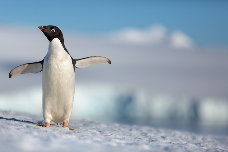 Disneynature’s “Penguins” Launches First Trailer to Celebrate Earth Day