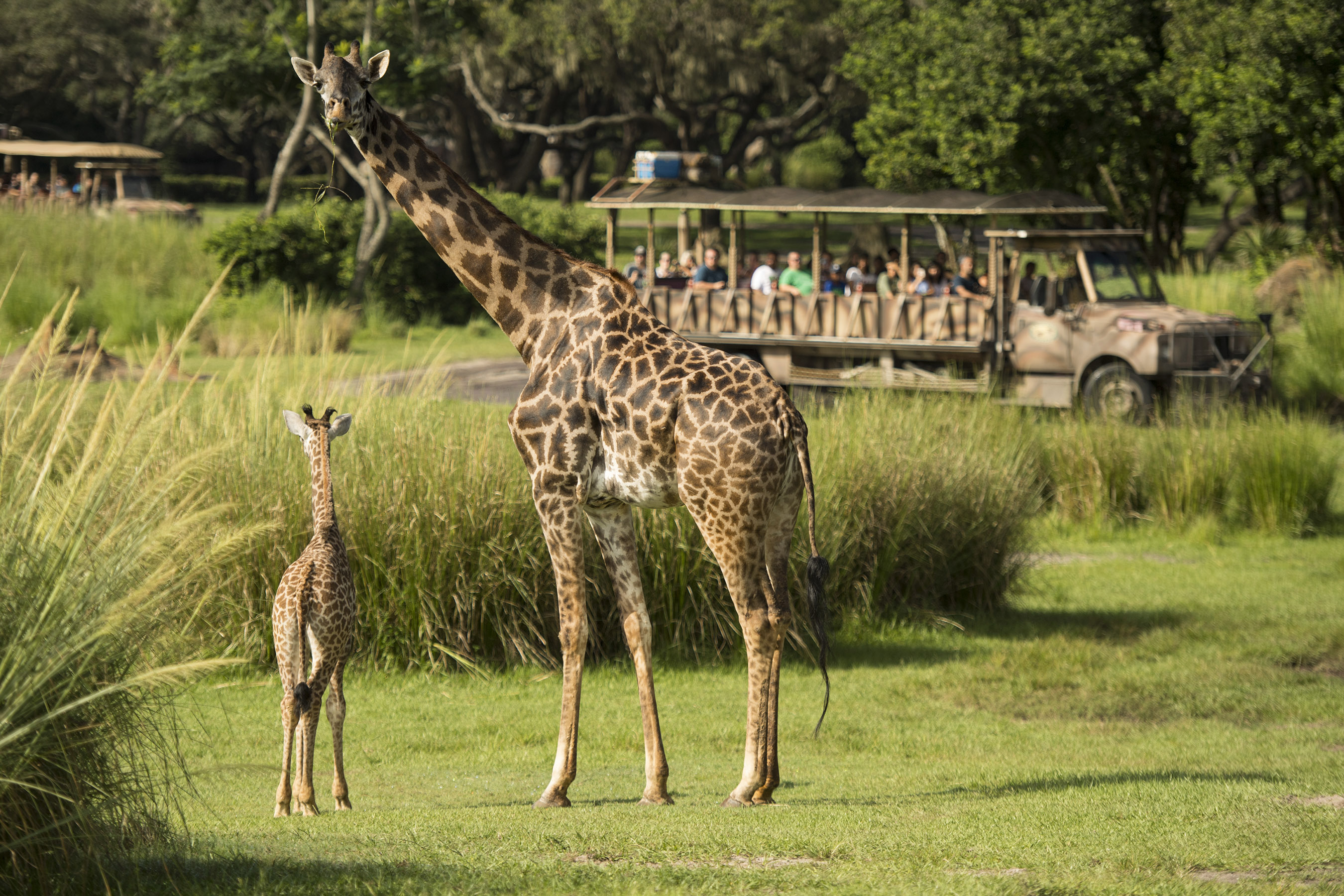New Baby Giraffe Makes Debut in Kilimanjaro Safaris at Disney’s Animal Kingdom