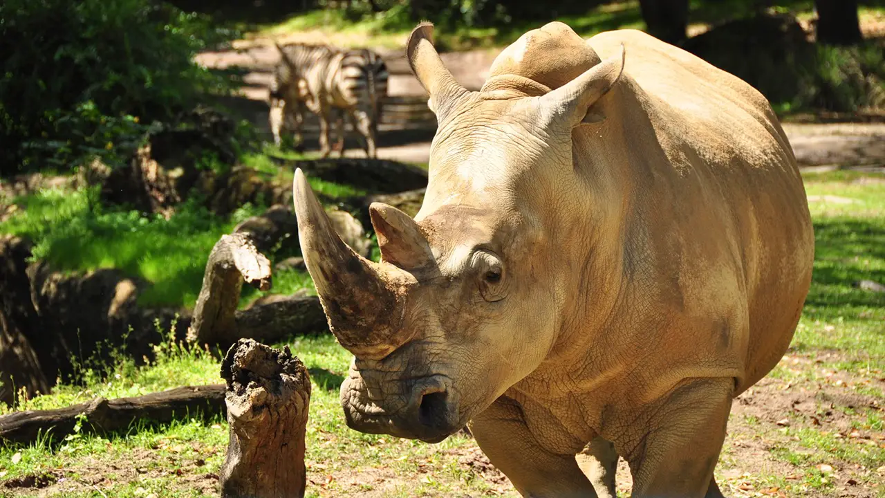 “Up Close with Rhinos.”