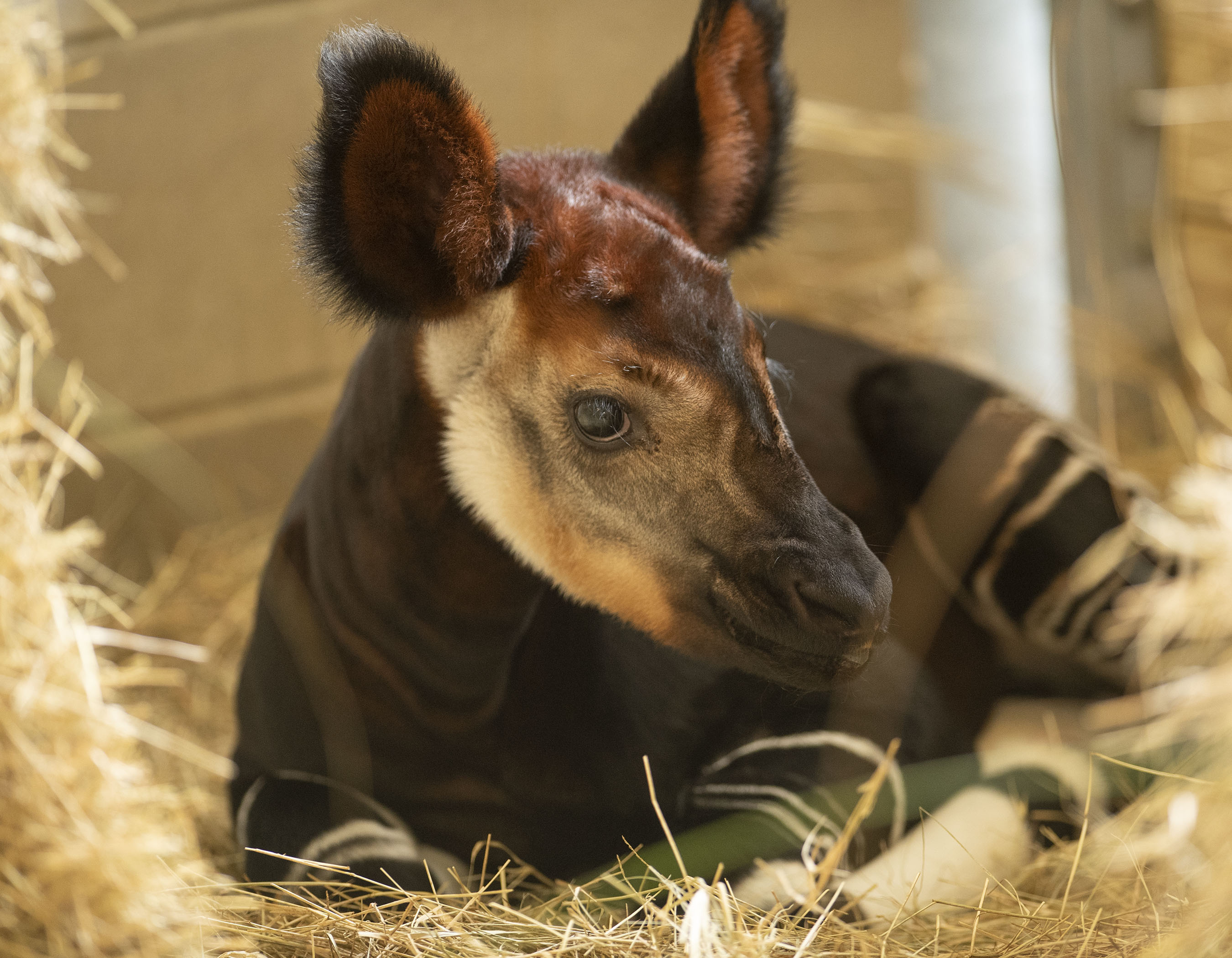 Walt Disney World Resort Celebrates World Okapi Day with Newborn Calf