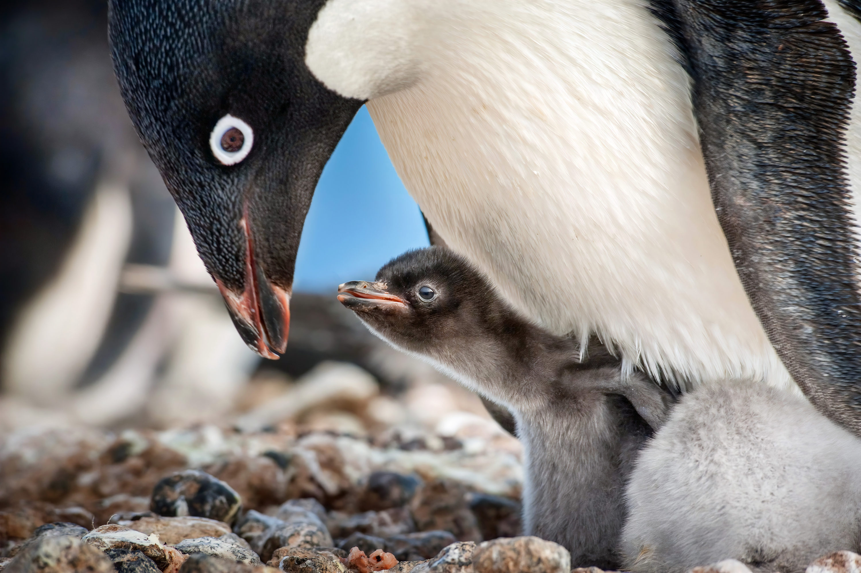 Disneynature Penguins First Week Sales Help Wildlife Conservation Network Protect Penguins Around the Globe