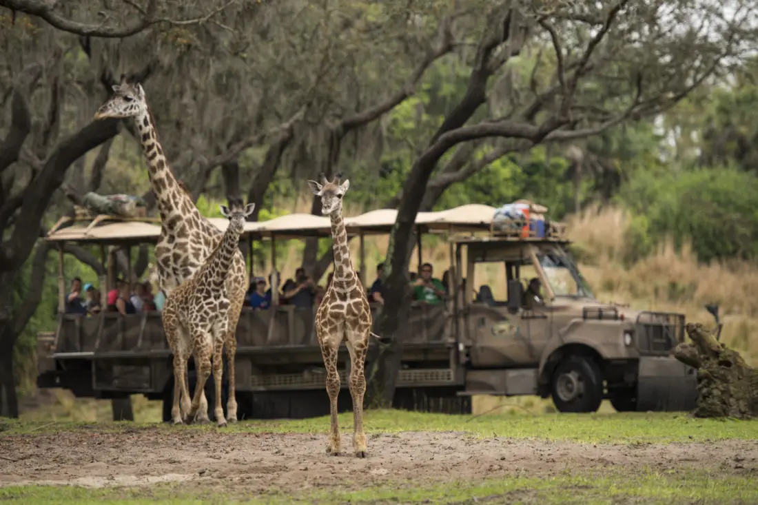 Giraffe Calf Joins Herd on Disney’s Animal Kingdom Savanna