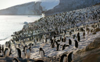 Disneynature "Penguins"