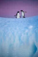 Disneynature "Penguins"