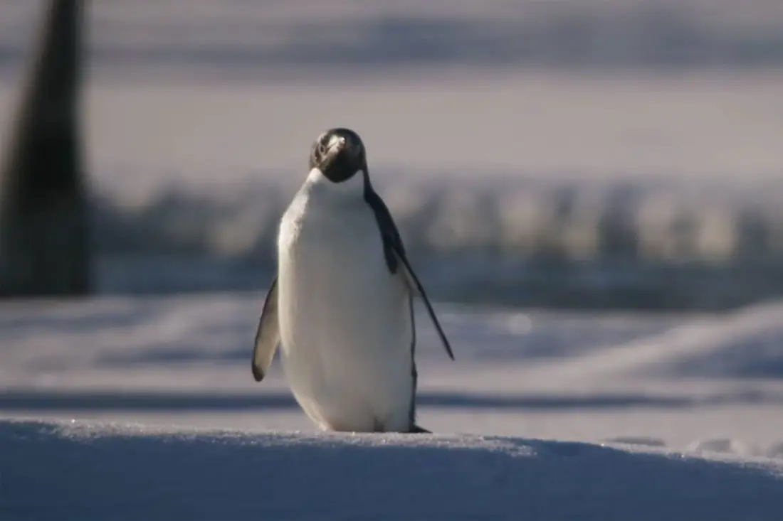 PERFECT 10s: Disneynature Marks 10 Years with New Video; “Penguins” Opens in 10 Days