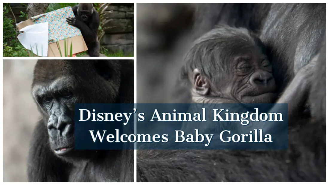 Disney’s Animal Kingdom Welcomes Baby Gorilla