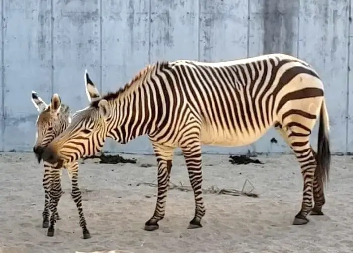 Disney’s Animal Kingdom Welcomes Baby Zebra and Porcupine to the Park