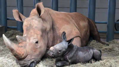Baby White Rhino Born at Disney's Animal Kingdom