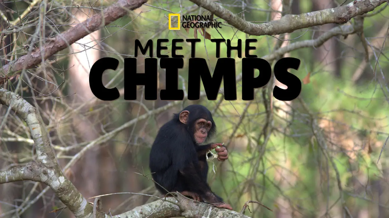 New Trailer Arrives From Disney+ For Meet the Chimps