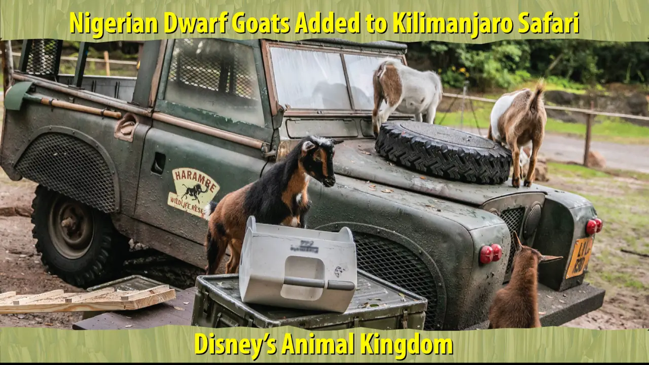 Nigerian Dwarf Goats Added to Kilimanjaro Safari at Disney’s Animal Kingdom
