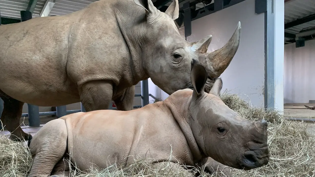 Disney’s Animal Kingdom Reveals Baby Rhino’s Name!