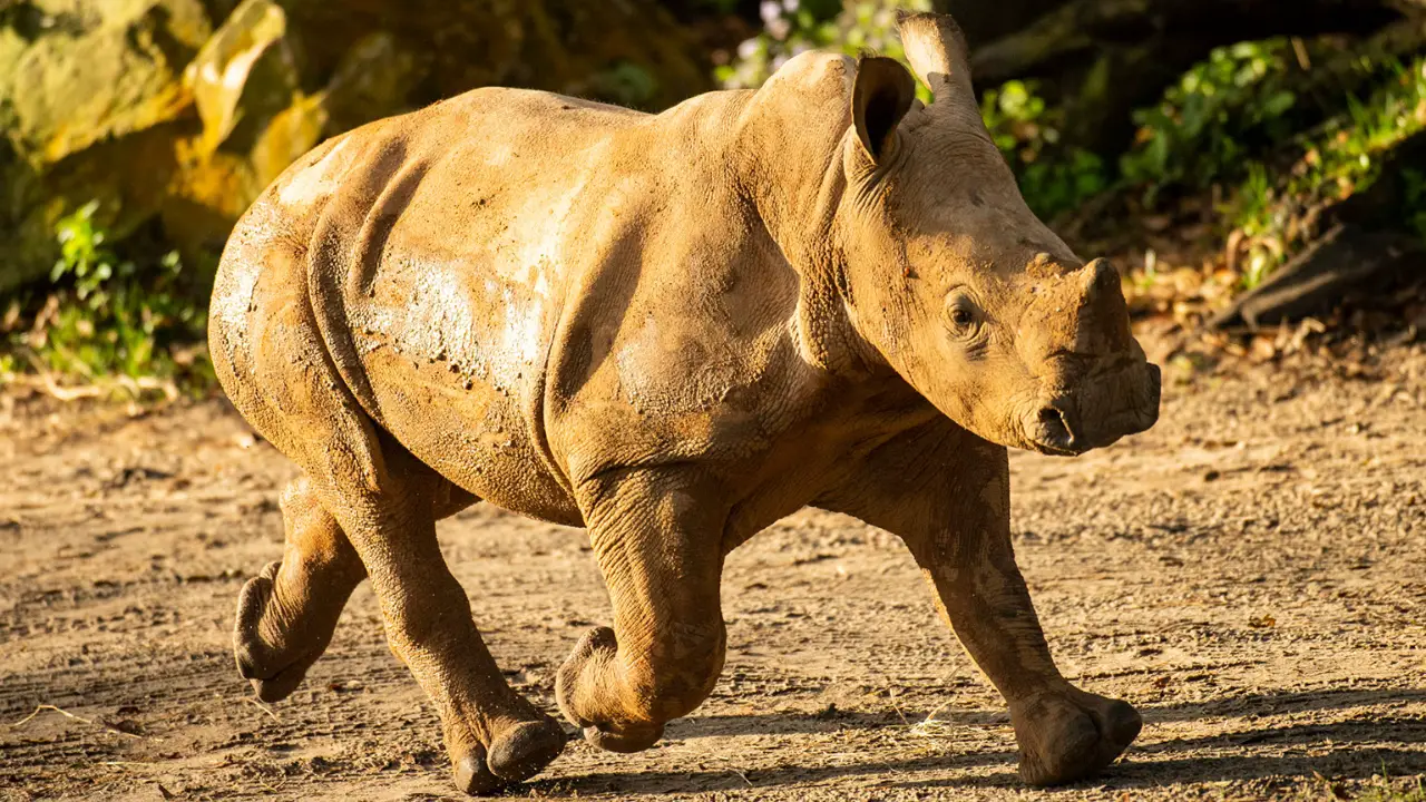 Ranger the Rhino Calf Debuts on Kilimanjaro Safaris