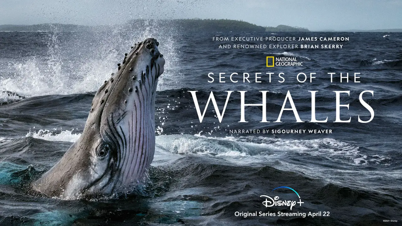 Disney+ Releases Trailer for “Secrets of the Whales”