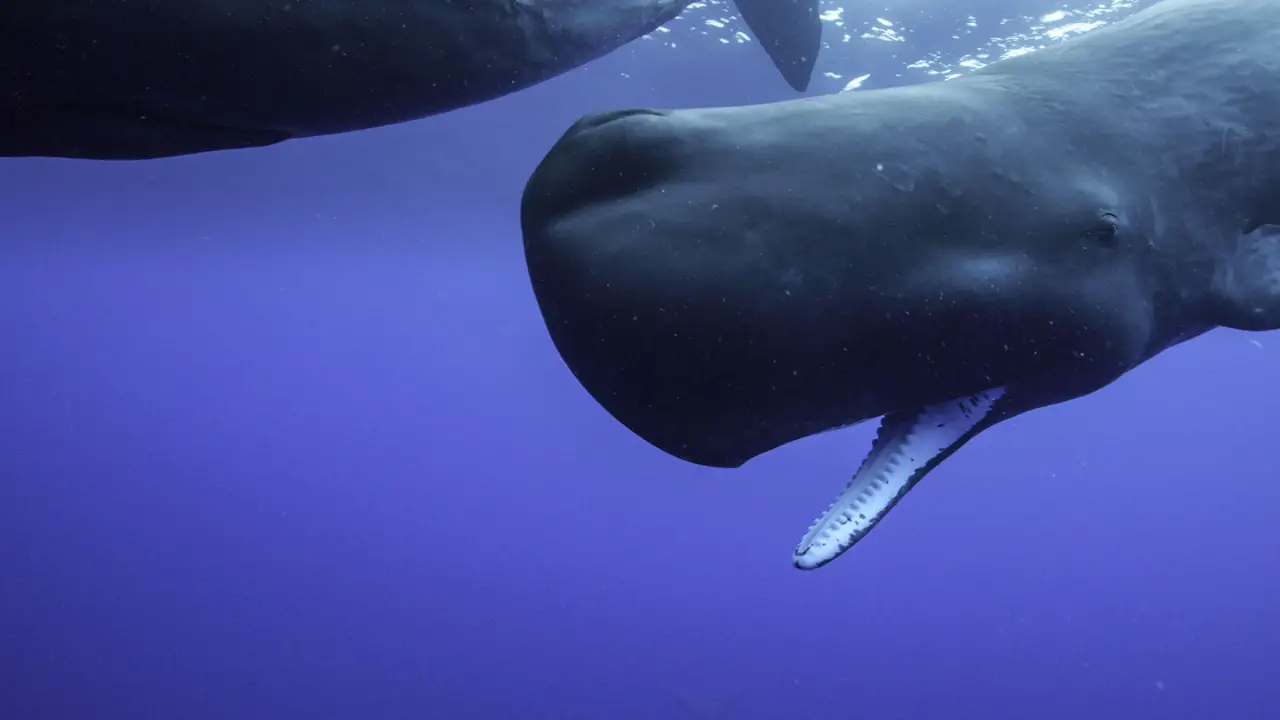 Disney Releases Never Before Seen Clip from Secrets of the Whales