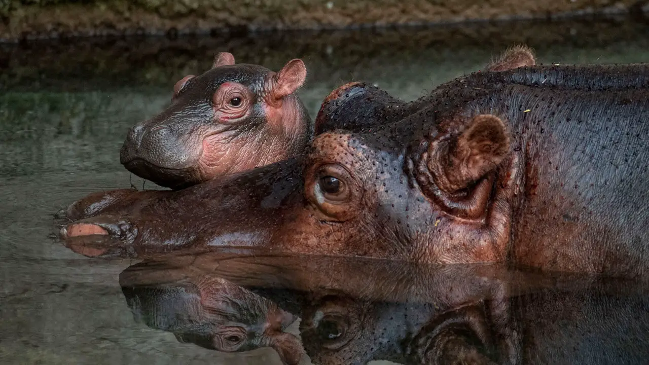 Gorilla and Hippopotamus Born Just One Day Apart at Disney’s Animal Kingdom