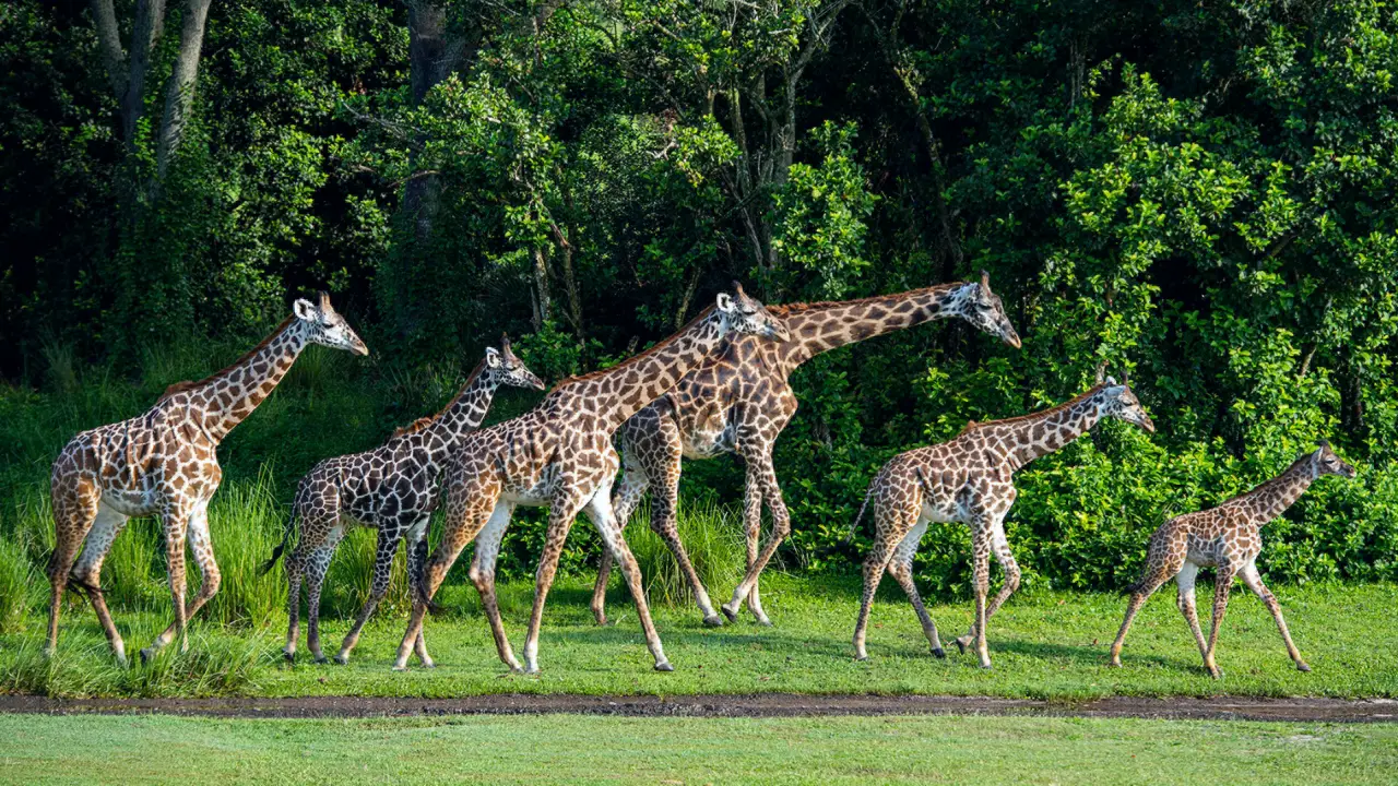 Masai Giraffe Calf Arrives on Savanna at Disney’s Animal Kingdom