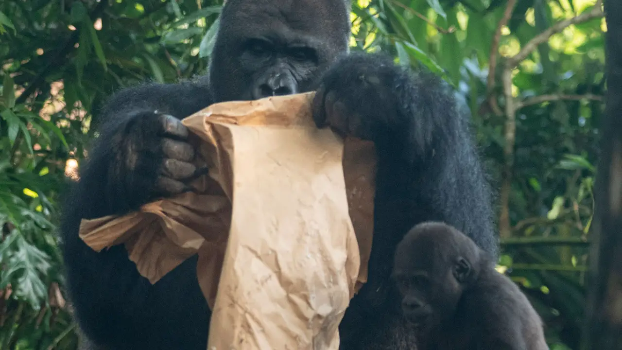 Disney’s Animal Kingdom’s Newest Western Lowland Gorilla Name Revealed