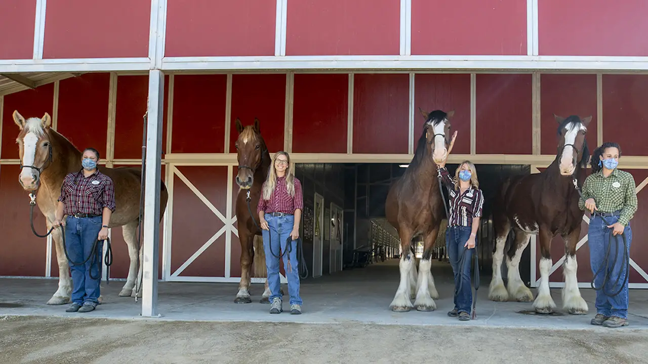 Five New Horses Arrive at Circle D Ranch Ahead of Disneyland Debut