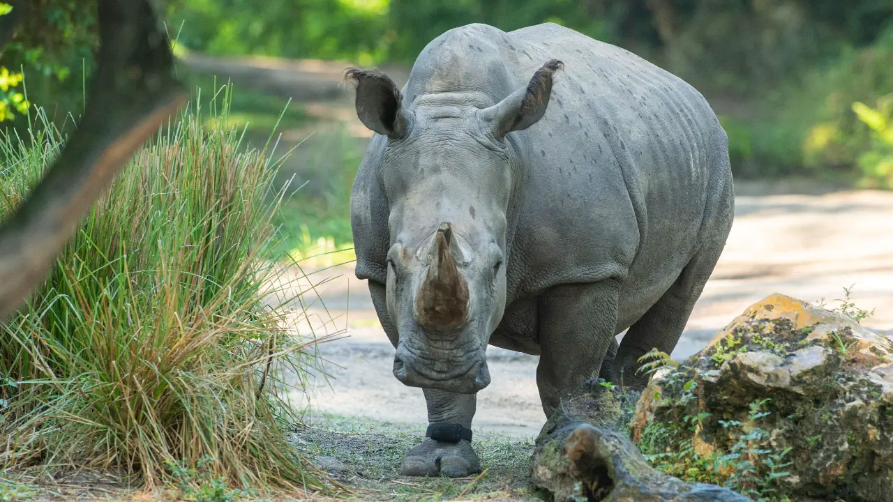 Disney Fits White Rhinoceros With Fitness Tracker at Disney’s Animal Kingdom