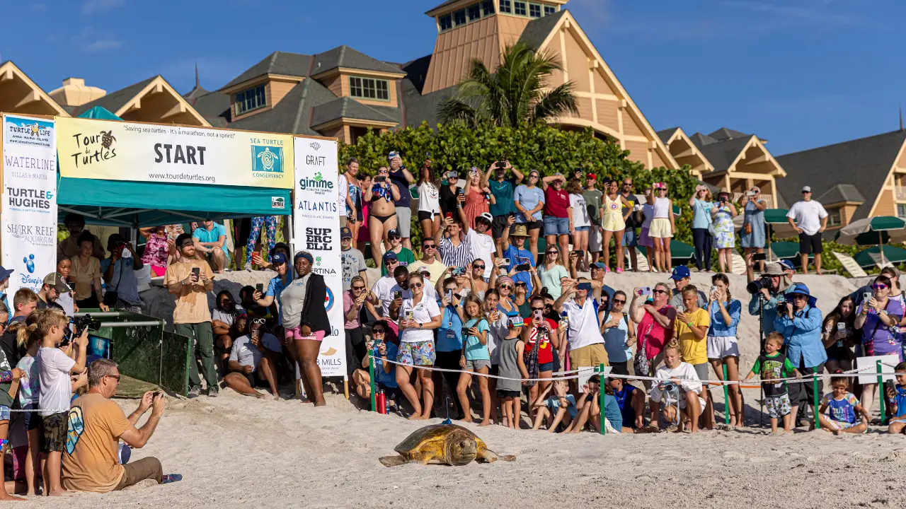 Just Keep Swimming! 15th Annual Tour de Turtles Underway From Disney’s Vero Beach Resort