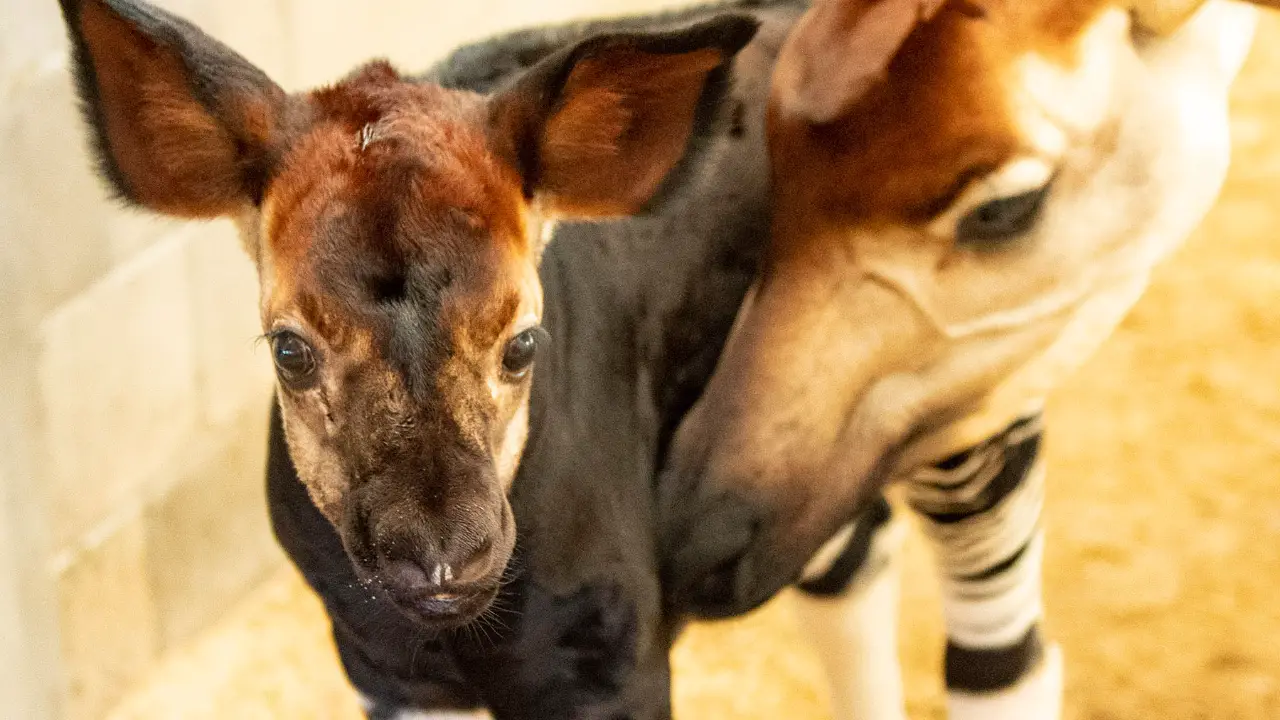 New Okapi Calf Born at Disney’s Animal Kingdom
