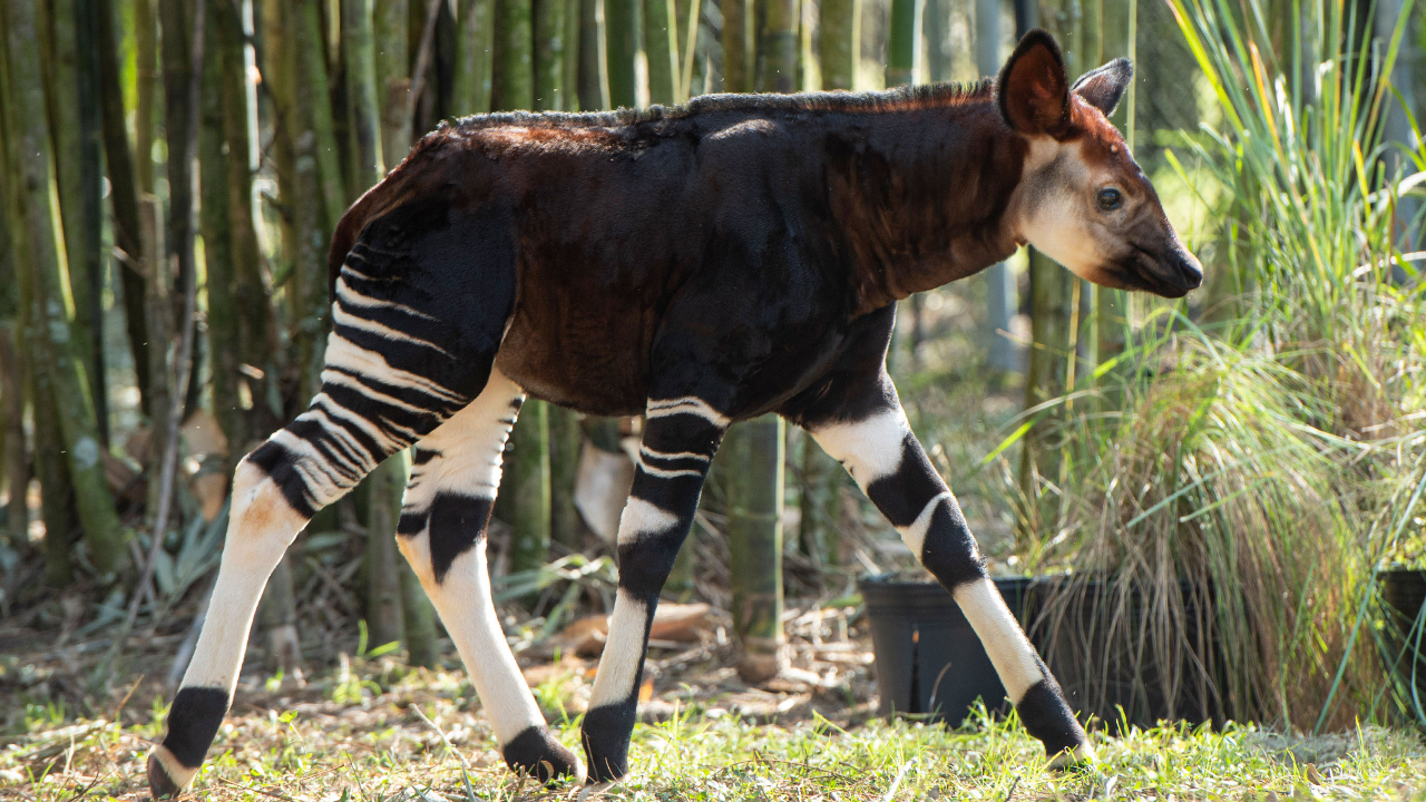 Walt Disney World Celebrates World Okapi Day