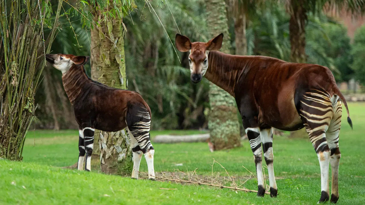 Beni the Okapi Arrives at Disney’s Animal Kingdom Lodge Savanna For the First Time