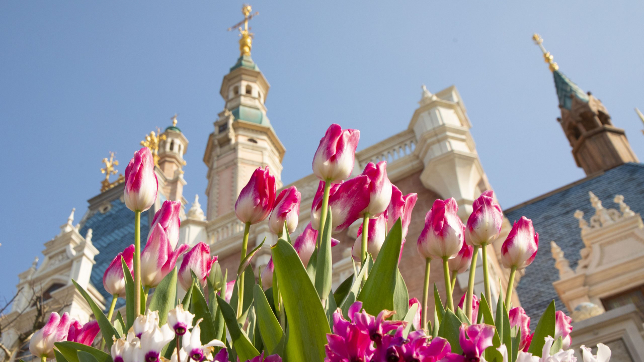 Enjoy a Floral Spring at Shanghai Disney Resort with a Vibrant Array of Offerings