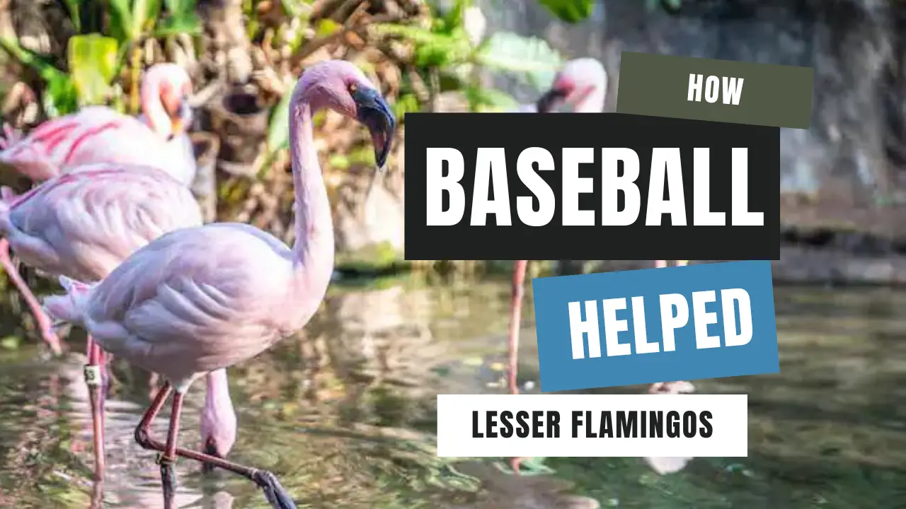 Here is How Baseball Helped Lesser Flamingos at Disney’s Animal Kingdom