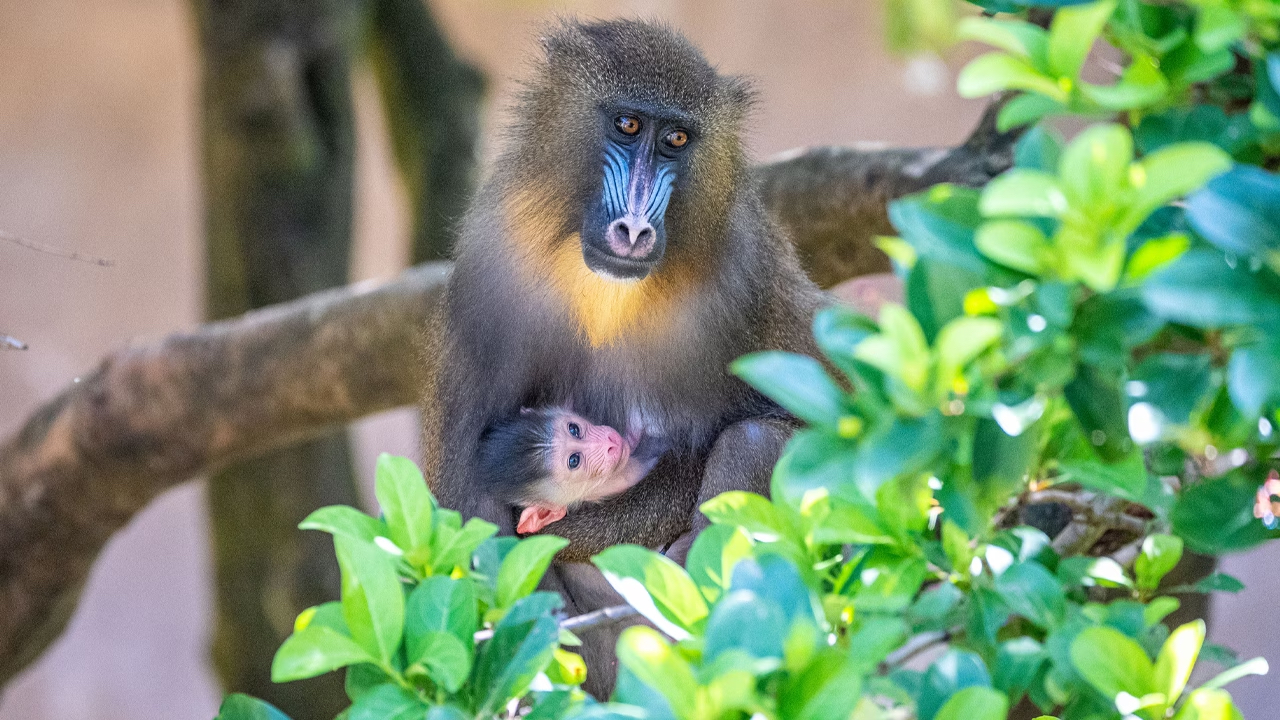 Mandrill Monkey Born at Disney’s Animal Kingdom