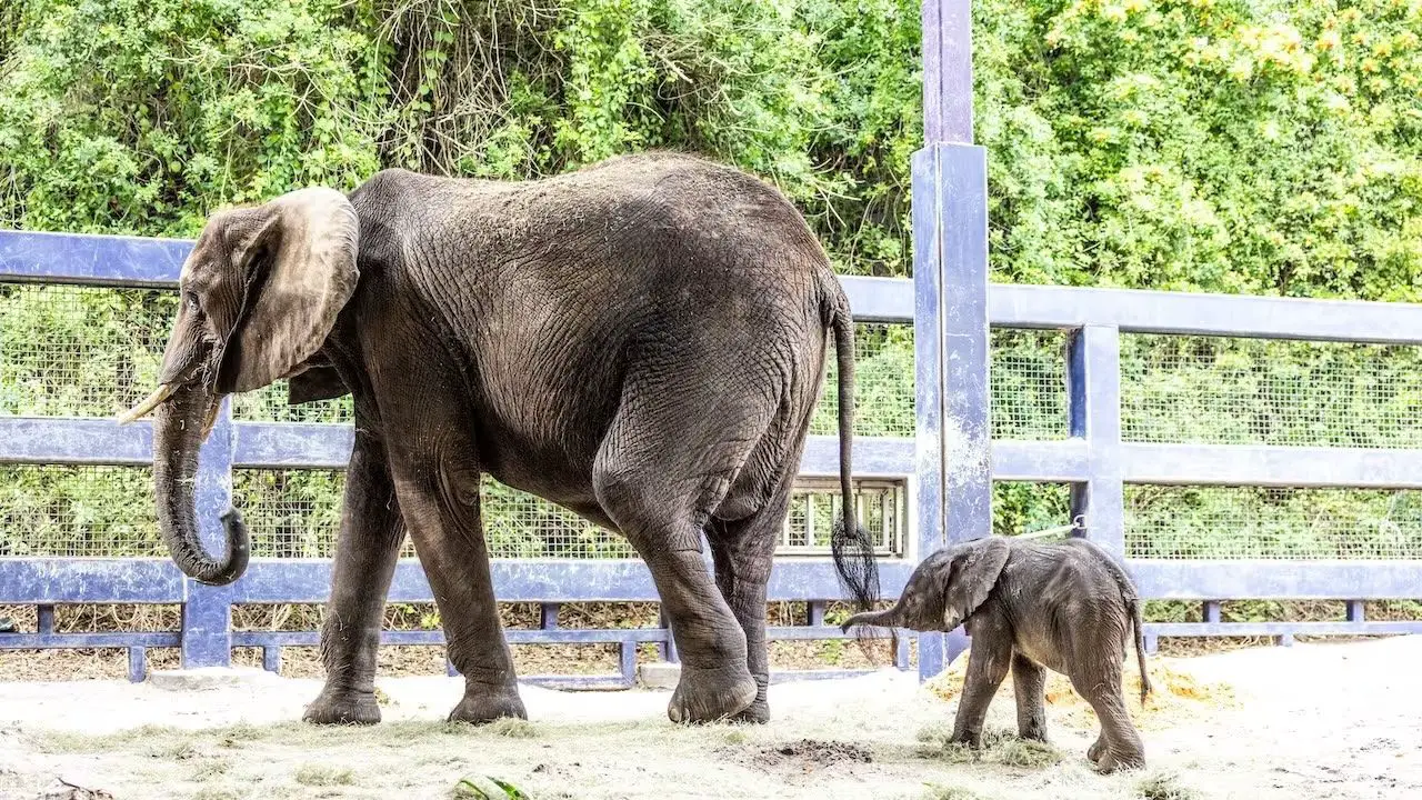 New Baby Elephant Born at Disney’s Animal Kingdom