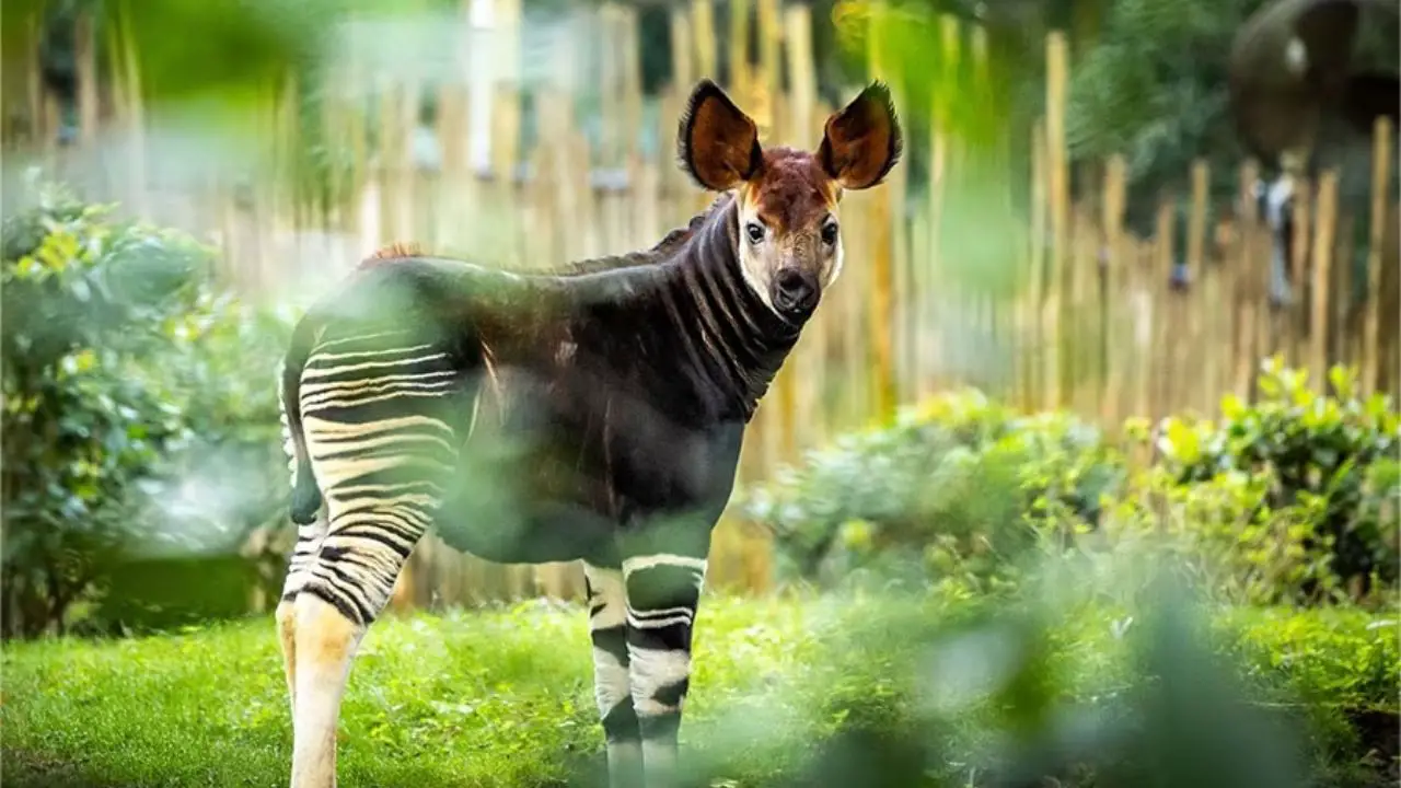 Baby Okapi Makes First Appearance at Disney’s Animal Kingdom