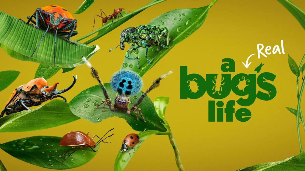 Second Season of ‘A REAL BUG’S LIFE’ Announced by National Geographic