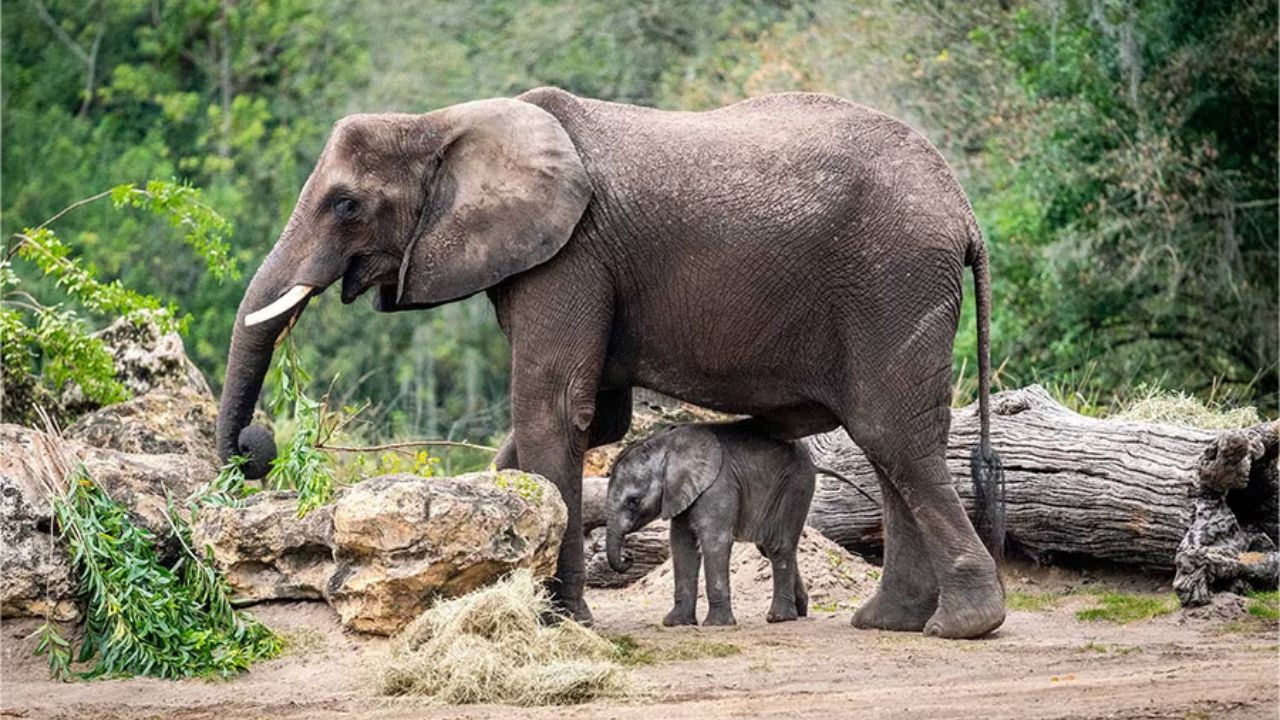Disney’s Animal Kingdom Debuts New Baby Elephant
