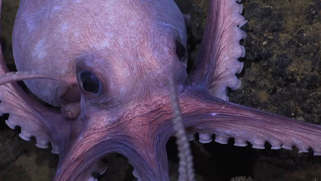 Paul Rudd to Narrate ‘Secrets of the Octopus’ for National Geographic