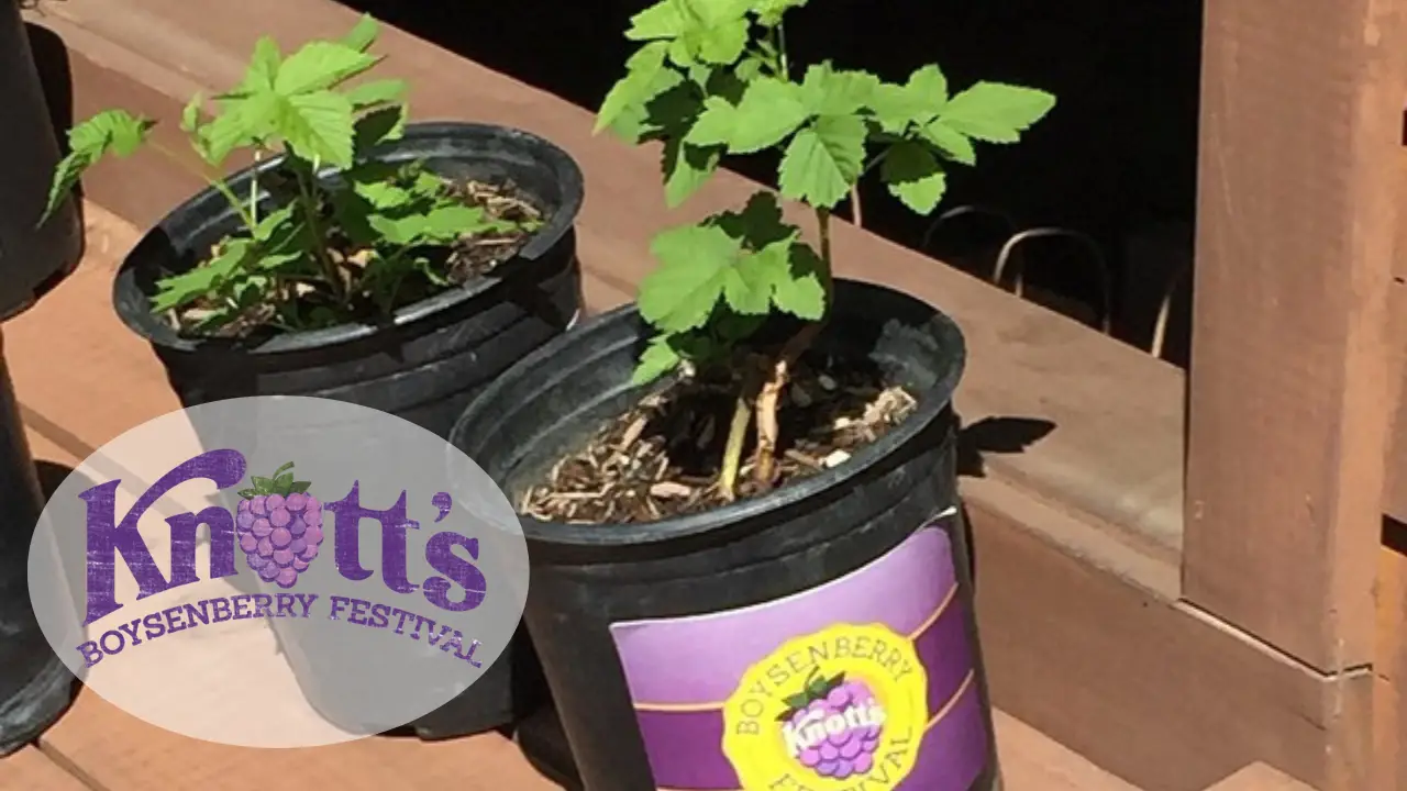 Get a Boysenberry Plant at Knott’s Boysenberry Festival