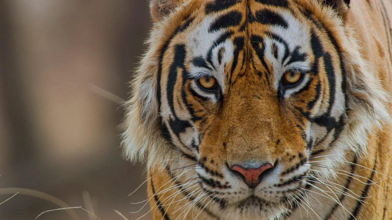 It’s the Eye of the Tiger in New ‘Tiger’ Trailer From Disneynature