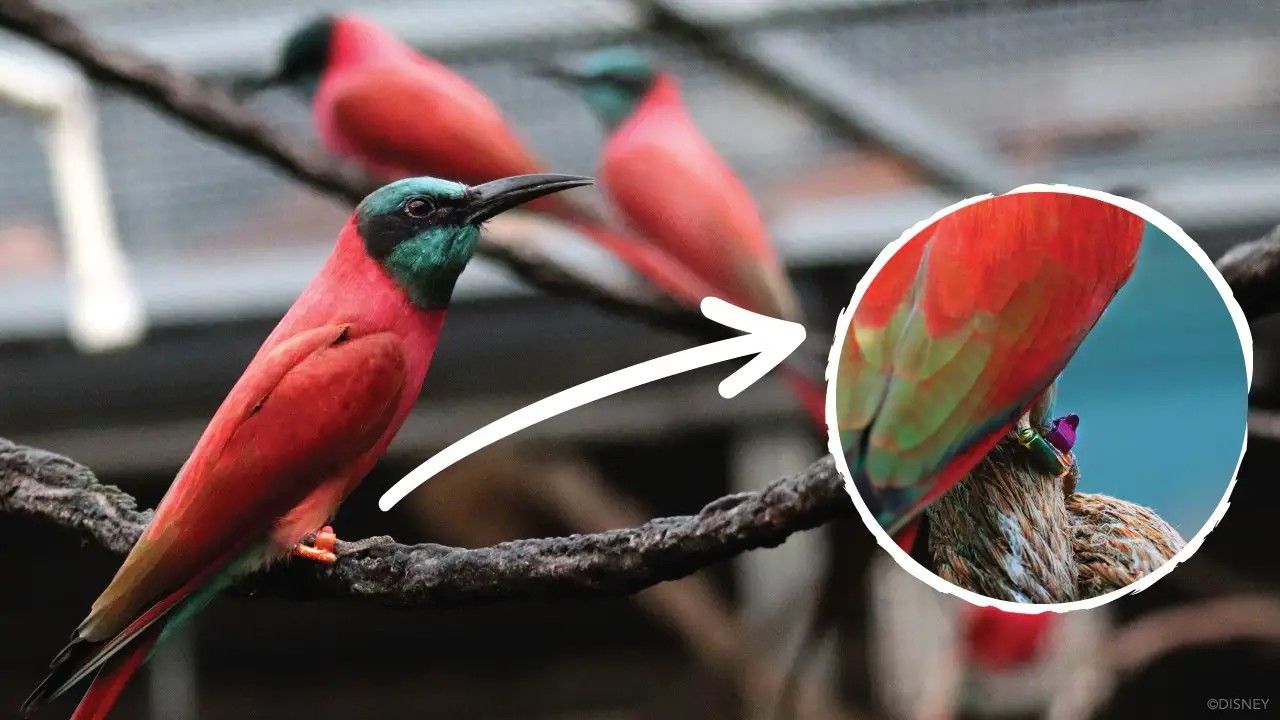 Secrets of Disney’s Birds Revealed Through Cutting-Edge Technology