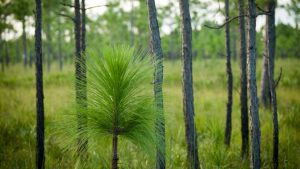 Disney Wilderness Preserve | DISNEY THIS DAY | April 23, 1993