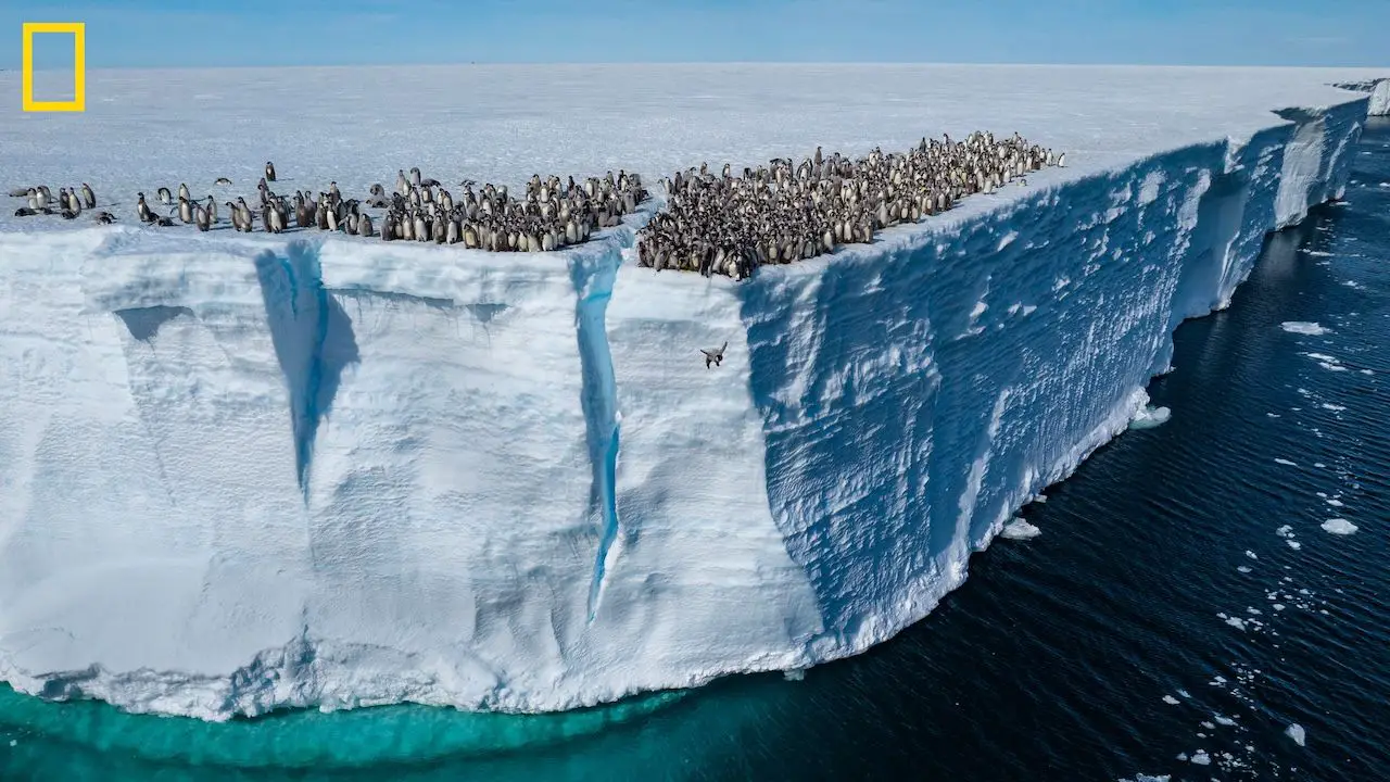 Watch as Emperor Penguin Chicks Jump Off  50-Foot Cliff in Antarctica