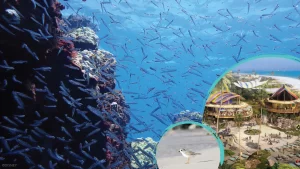 Check Out the Variety of Wildlife You’ll Find at Disney Cruise Line’s Lookout Cay at Lighthouse Point!