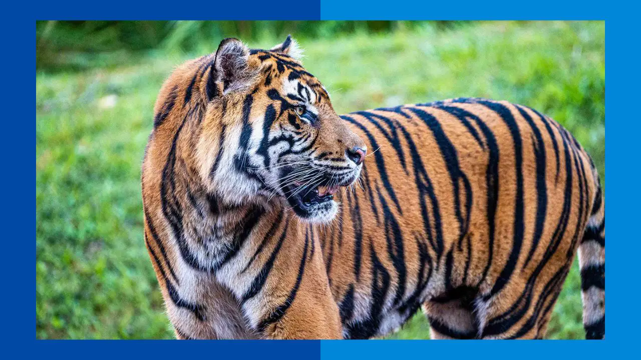 Did You Know That Disney’s Animal Kingdom Has These 8 Endangered Species?